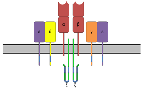 TCR Cell in vitro/in vivo Assays